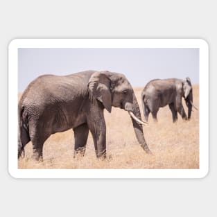 Serengeti Elephants Sticker